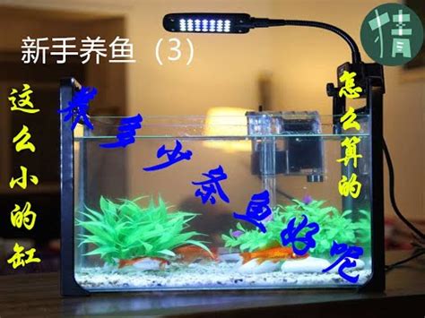 魚缸大小養魚數量|【魚要養幾隻比較好】家裡養幾條魚財運好？養單數吉利還是雙。